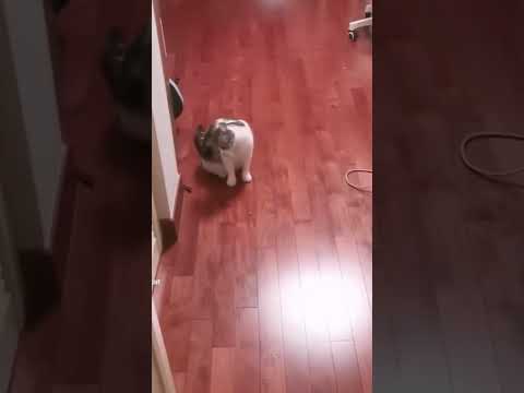 nice cat     #cat #boom #fine  #shorts