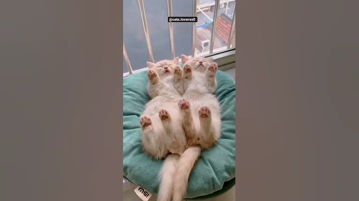 Video 9477831: norwegian forest cat, forest cat pets, stray cat, home pets cat, long cat, dog training, pet games, cat sleeping, cat old