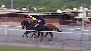 Majestic Moon Delusional