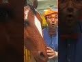 Blippi The Horse