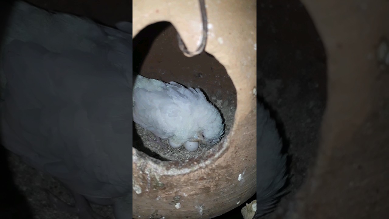 Nestlings Nook Budgie Baby Live Nest Exploration 