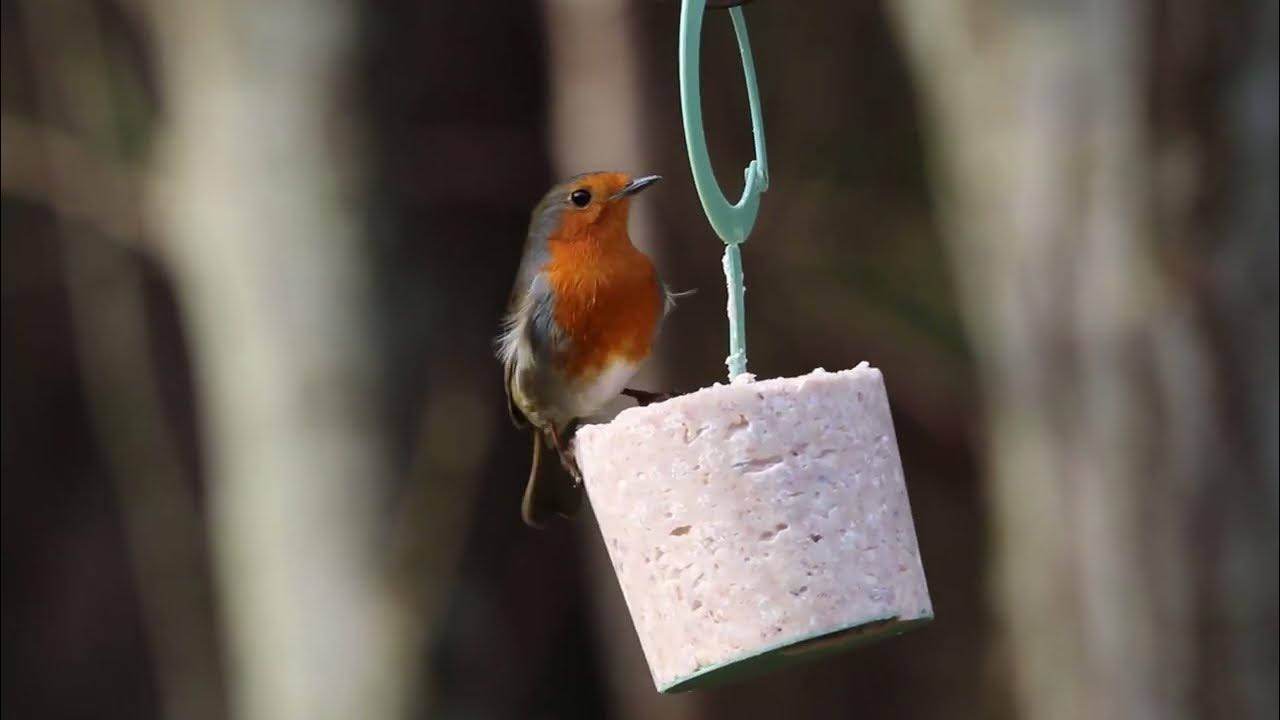 Robin on suet block YouTube