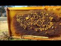 Saving a Honey Bee Colony - Part Two