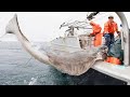 longline fishing, Commercial Fishermen Fishing Vessel - Catch a lot of cod and Halibut on the sea