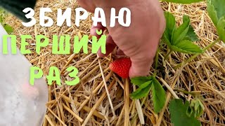 🥬🌶️Саджу овочі і 🍓ПЕРШИЙ ЗБІР ПОЛУНИЦІ 🍓 скільки взяв з нової площі?