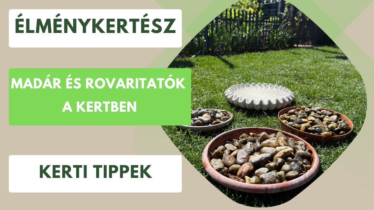 Madáretetés tavasszal? Ezt mindenképp tudnod kell!🐦‍⬛