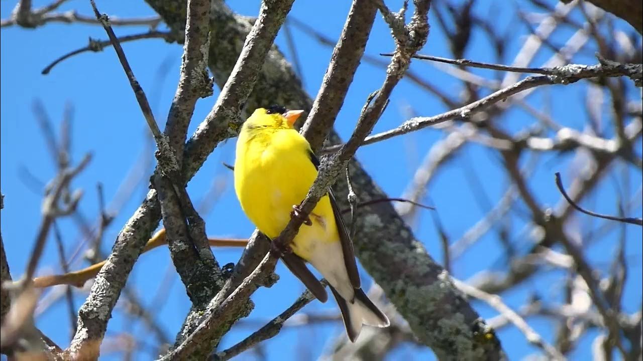 American Goldfinch Singing From Perch - YouTube