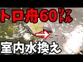 メダカを大きくする方法と成長しない理由について‼️室内トロ舟60リットル水換えします。めだかは大きくなったのかな？安らぎAQUAちゃんねる