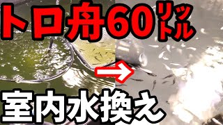 メダカを大きくする方法と成長しない理由について‼️室内トロ舟60リットル水換えします。めだかは大きくなったのかな？安らぎAQUAちゃんねる