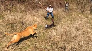 #43 - ¡La Mejor Cacería de Conejos en la Séptima Región! Beagles y Galgos - Capítulo 43