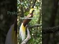 Stunning Bird of Paradise Short Video
