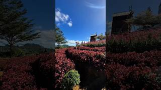 This Is The Flower Garden Of Alejandra In Cebu