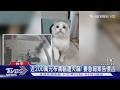 吵離婚「波及貓」 夫連夜帶走貓舍36隻布偶貓 ｜TVBS新聞 @TVBSNEWS01