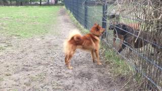 'Juju' The Finnish Spitz. Keep Calm and Carry On