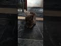#cuteanimal #catie #catlover #catee #cute #cutepet #cutecat #catoo #catt