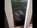 Screaming seal vine