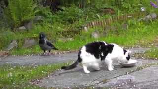 CROW PULLS MY CATS TAIL