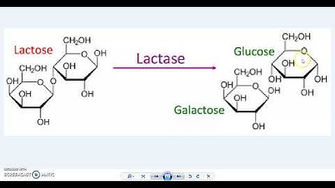 9.C: Lactase Enzyme Virtual Lab Part 1- Fillable Spreadsheet Included