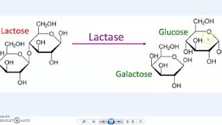 9.C: Lactase Enzyme Virtual Lab Part 1- Fillable Spreadsheet Included screenshot 1