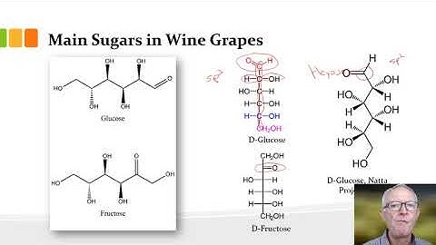 Module 2 Topic 4 Video #1 Which Sugars in Grapes