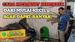 PROSES MEMELIHARA🟠 JANGKRIK DARI KECIL AGAR DAPAT BANYAK👍