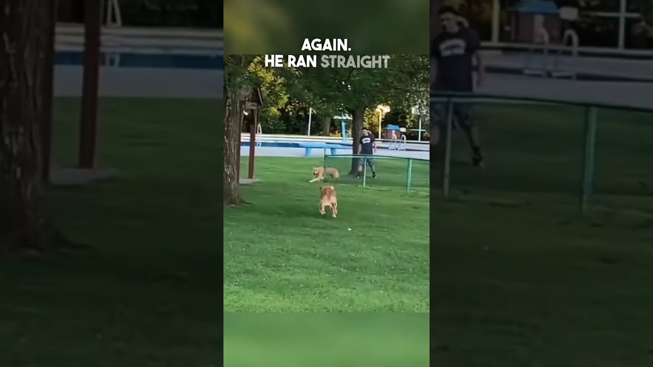 Dog Reunites With His Brother 