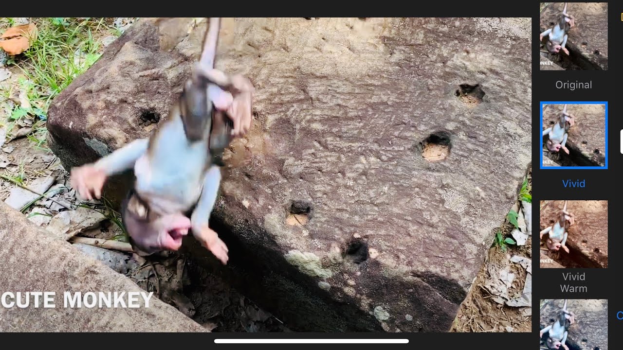 Cute Monkey | Why DeeDee maltreat and torturing Daniela baby Everyday | How do we are think ?