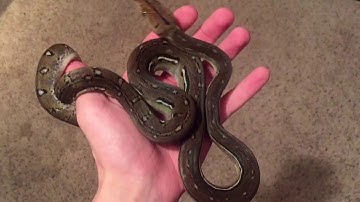 Baby anthrax reticulated Python