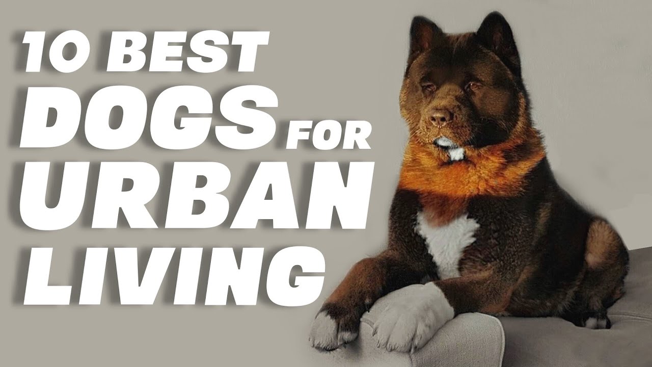 10 Best Dogs for Urban Living YouTube