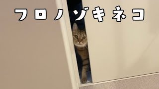 顔面が潰れようが飼い主の風呂を覗きに来る猫