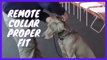How to get a Proper Fit and Working Level with your Remote Collar