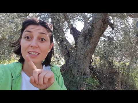 Video: Cosa significa l'ulivo per Atena?