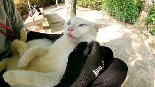 ボランティアさんが野良猫に目薬をさそうとした結果・・・