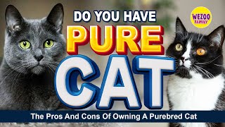 Which Purebred Cat is Right for You? Unveiling the Purebred cat Breeds by Wezoo Family 672 views 1 year ago 6 minutes, 52 seconds