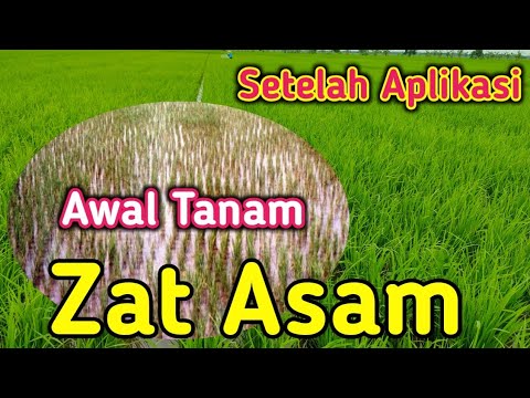 Cara Mengatasi Zat Asam Pada Tanah / Cara mengatasi Padi kerdil karena