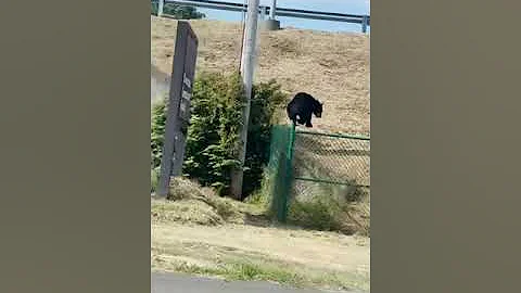 Bear Spotted Scaling Shuttered Correctional Facili...