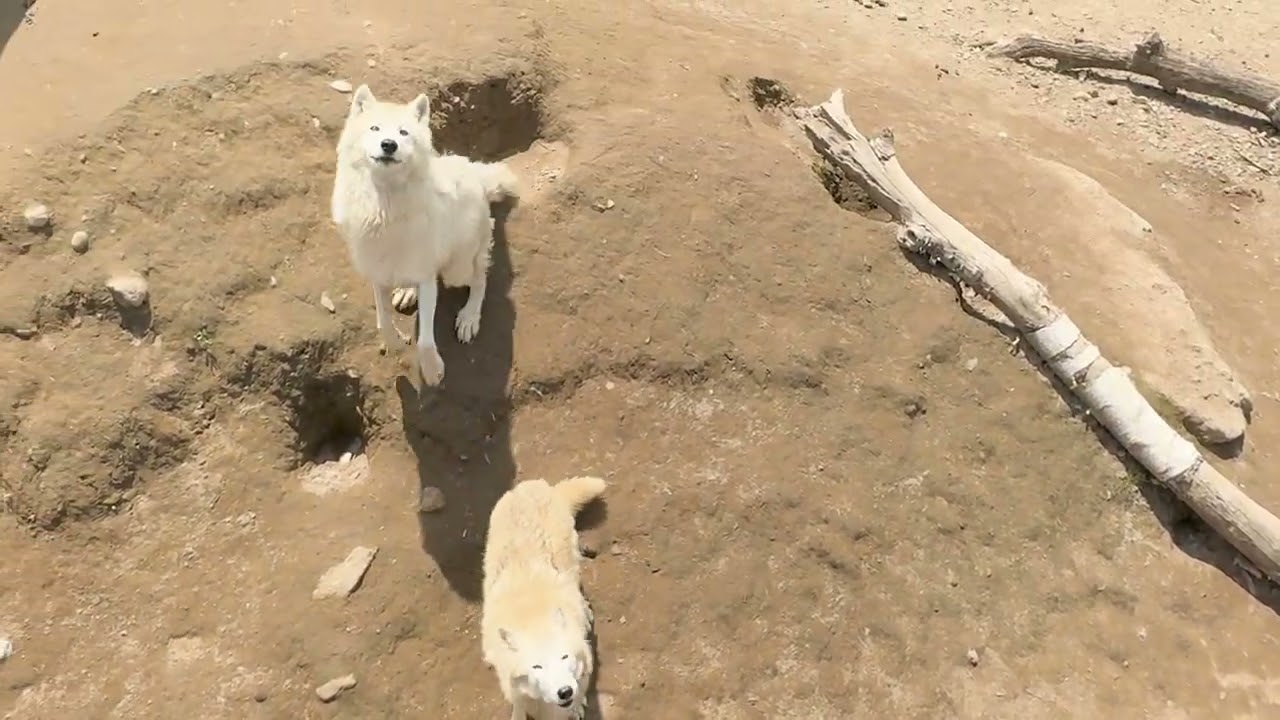First Time in Africa 滝ゆみ 動物へのラブ maxresdefault.jpg