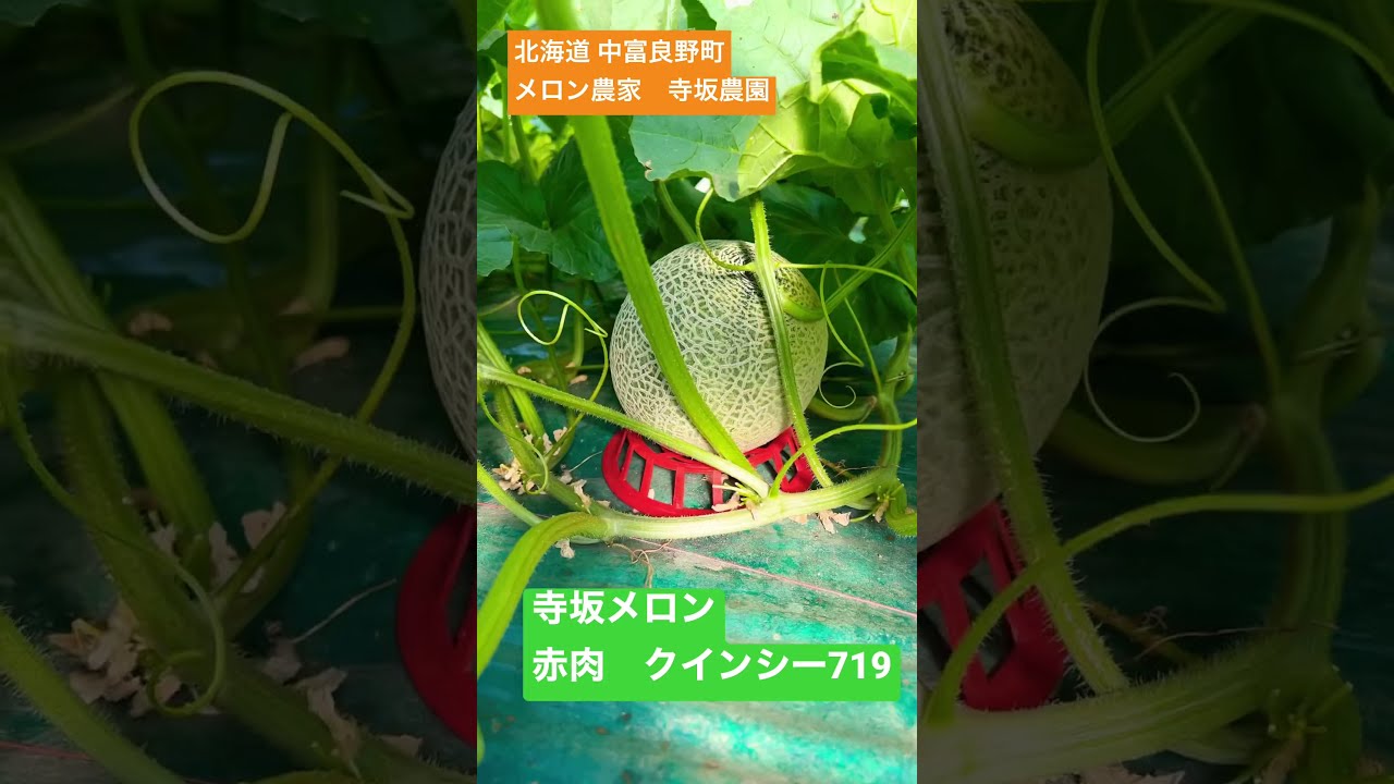 寺坂メロン【クインシー719】横ネット形成完了！/北海道 中