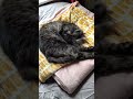 sleeping kitty cute noise when she wakes #cat #mainecooncats #cute #kitten #funny #cutecat #sleepy