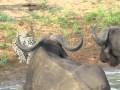 Brave leopard saying hello to a buffalo