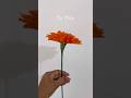 “Wait till the final bloom…”