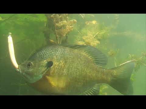 BLUEGILL, CRAPPIE, PERCH + PUMPKINSEEDS - 95% Underwater Footage 4K Video 