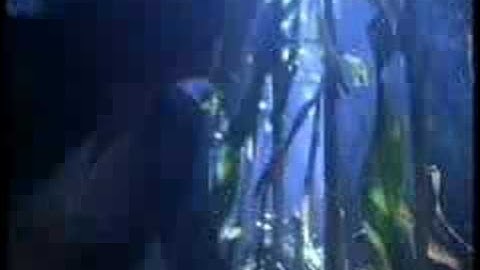 Licence 2 Kill - X-Files Music Video (action / romance)