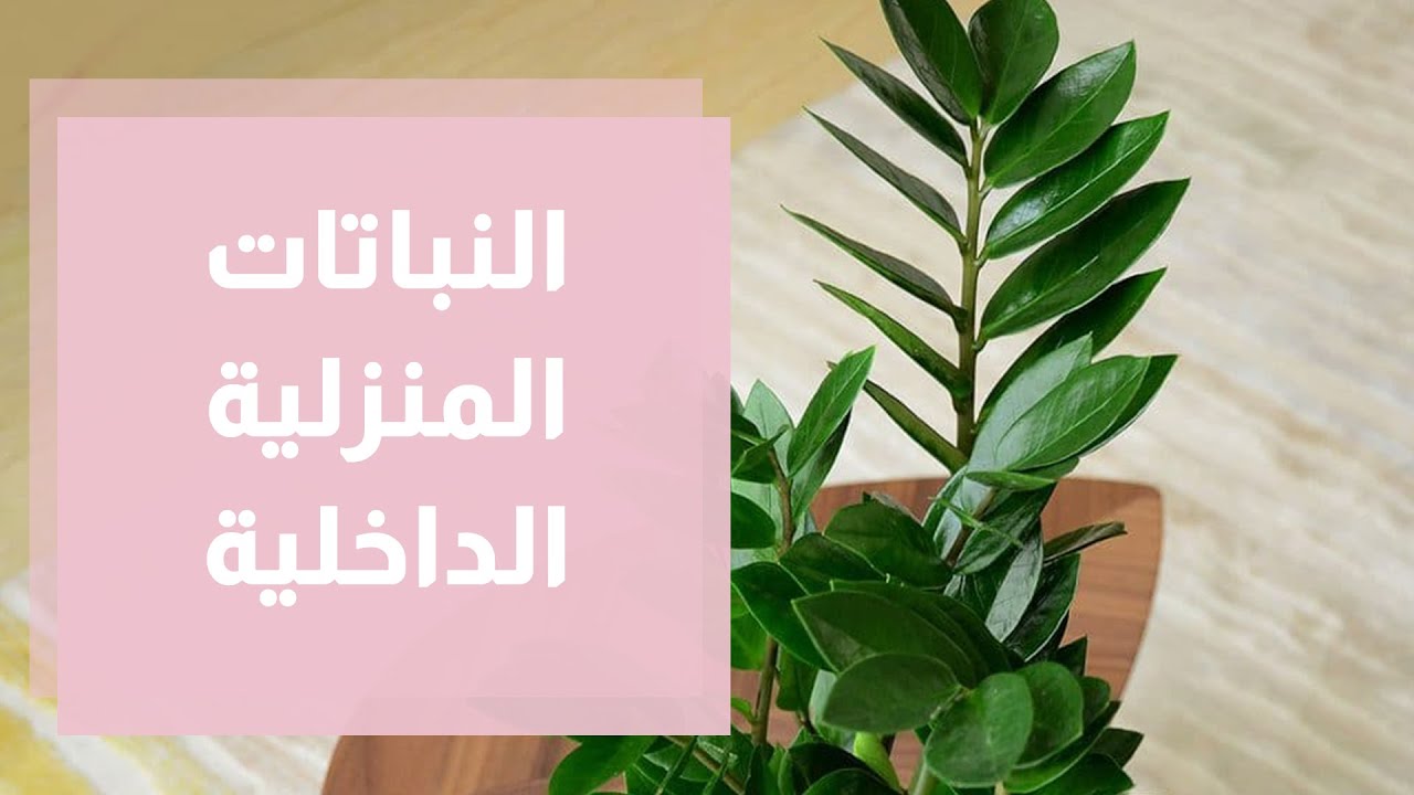 العناية بالنباتات المنزلية الداخلية في فصل الشتاء وكيفية تسميدهم