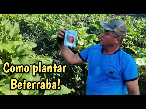 Vídeo: Tecnologia Agrícola Para Cultivo De Beterraba. Plantar Beterraba Com Sementes, Mudas. Cuidado. Foto