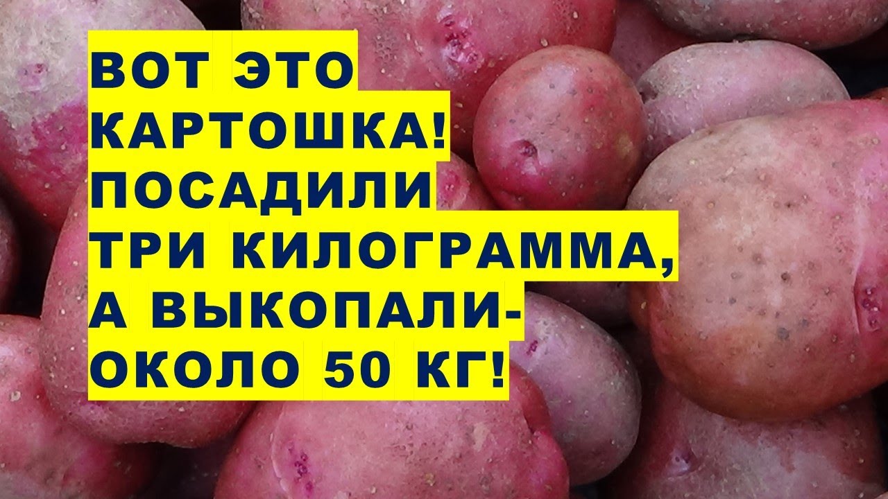 Вот это картошка! Посадили три килограмма, а выкопали около 50 ...