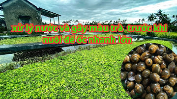 Hướng dẫn xử lý nguồn nước trong hồ trước khi nuôi ốc bươu đen
