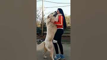 Dogloverspsychology Dog Petstagram Instagood Happydog Goldenretriever Animaldog Doglife 