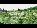 【EDISONmama】うまみそのままフレーク かぼちゃ ～美味しさのひみつ/北海道佐呂間町 収穫の様子 編～