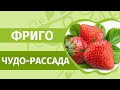 Клубника фриго: только правда, а не слухи! В феврале заказали и получили рассаду фриго. Что делать